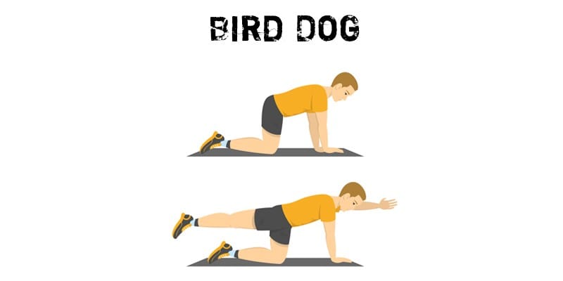 Bird-Dog